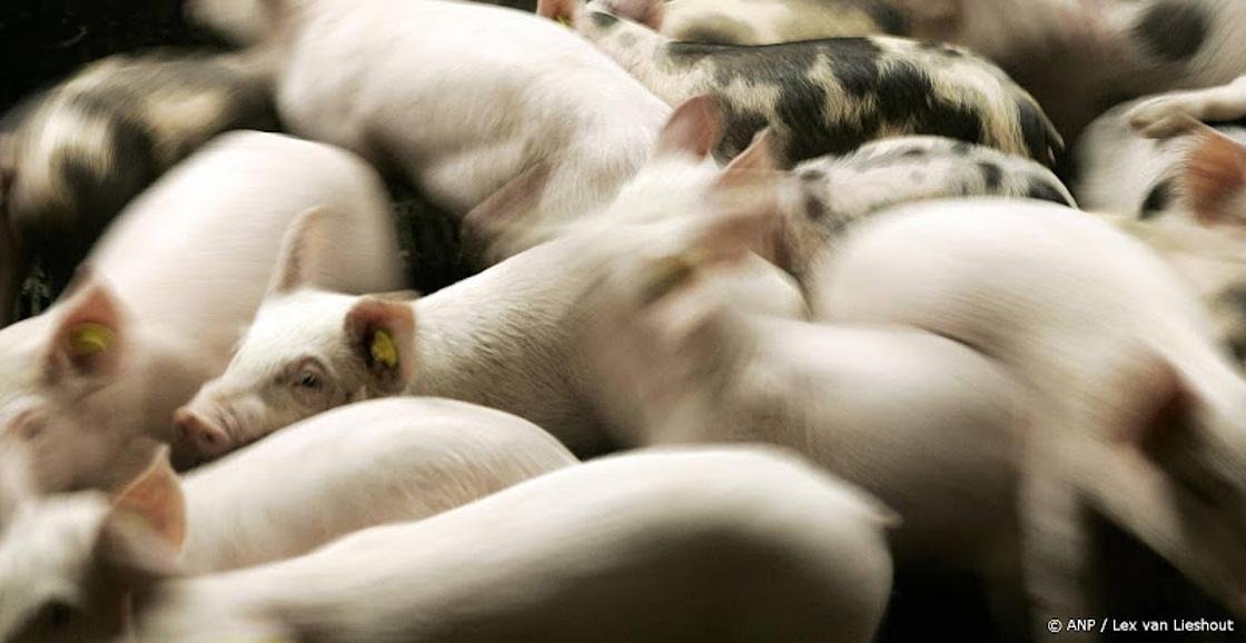 150 loslopende varkens na gekantelde vrachtwagen in De Rips