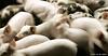 150 loslopende varkens na gekantelde vrachtwagen in De Rips