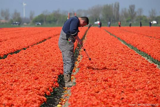 TNO: meertaligheid leidt het vaakst tot misverstanden in bouw en landbouw