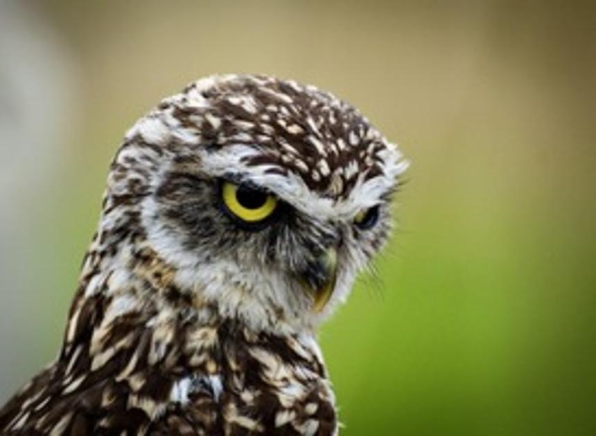 Vogel- en wildopvang De Paddenstoel moet nog even geduld hebben