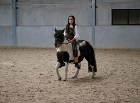 Groen licht voor verhuizing manege De Hulhorst in Roden