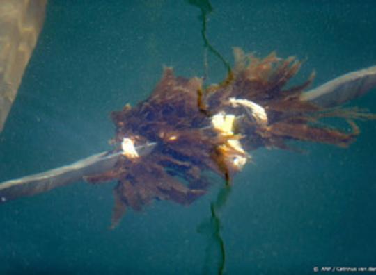 Voor het eerst zeewierteelt tussen windmolens 