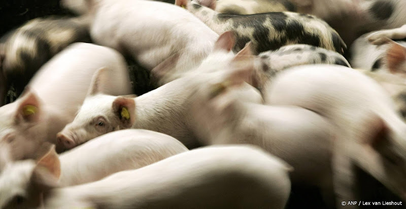 150 loslopende varkens na gekantelde vrachtwagen in De Rips